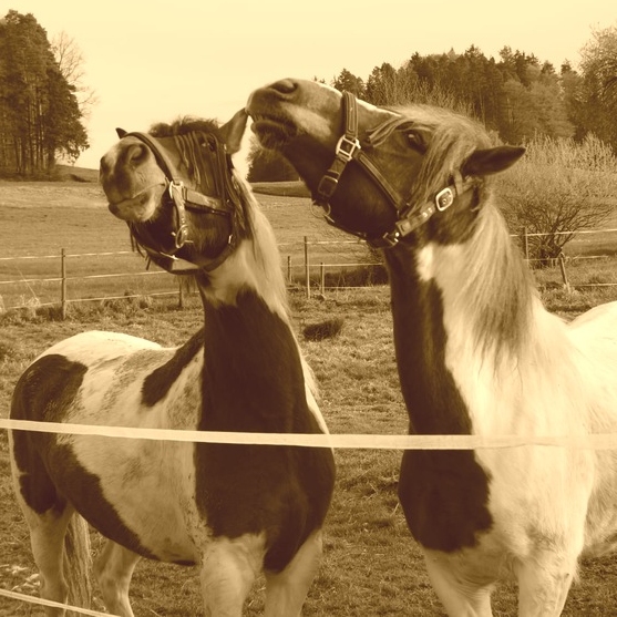 Cassys Ponywelt