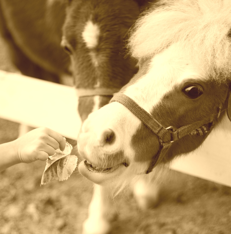 cassys-ponywelt-lindau-ausritte